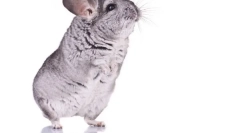 Як тренувати шиншиллу вдома